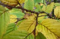 Foto: Bos- en haagplantsoen